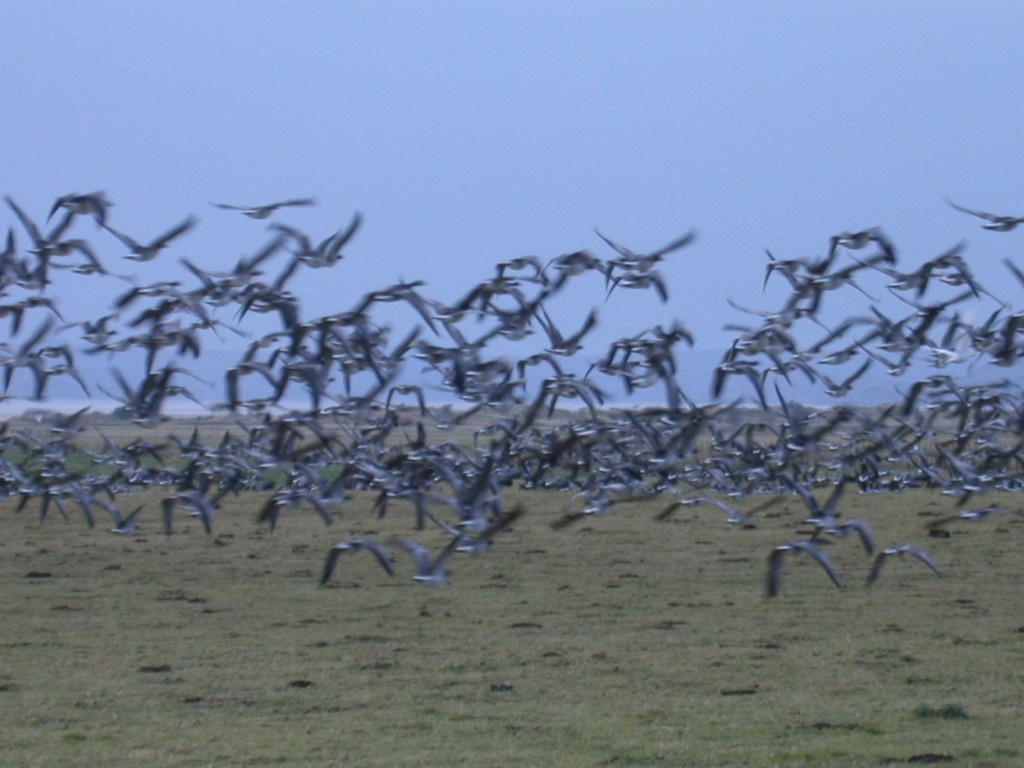 This is what I love. Flocks of wild geese in winter move my heart and soul - but that doesn't mean they will do it for anyone, let alone everyone, else.