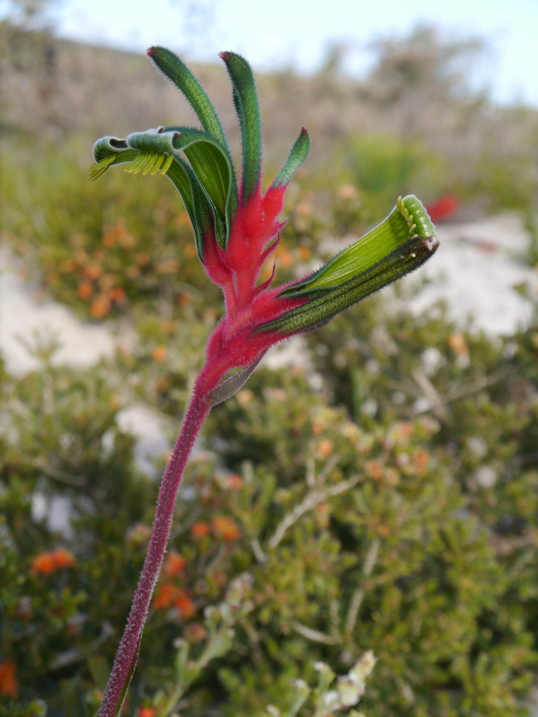 Kangaroo Paw