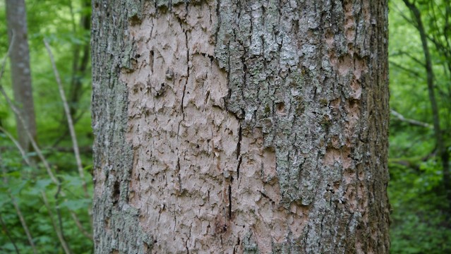 Marks left on a tree by woodpeckers in Bialowieza Forest in Poland, a UNESCO natural world heritage site