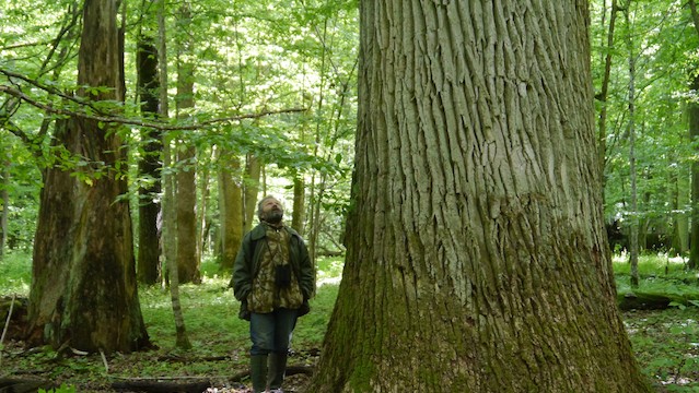 Arek Symurz, a local guide, standing next to a tree and looking up in Bialowieza Forest in Poland, a UNESCO natural world heritage site