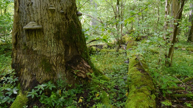 Bottom of a tree in Bialowieza Forest in Poland, a UNESCO natural world heritage site