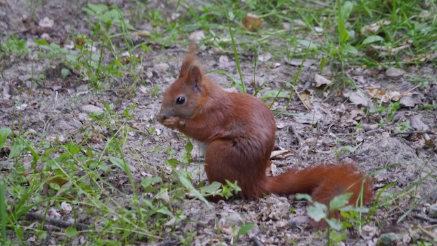 Red squirrel in Bialowieza Forest in Poland, a UNESCO natural world heritage site
