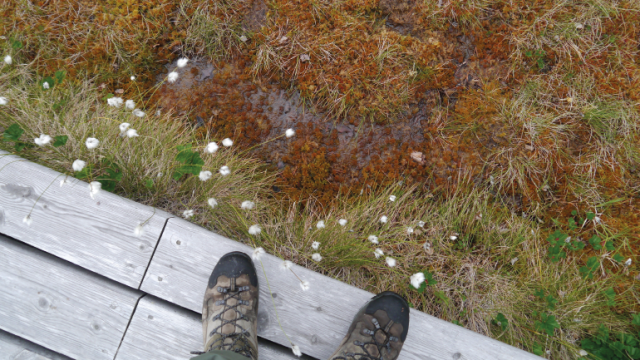 looking down into a flowery bog from a boardwalk